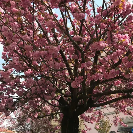 Oda ve Kahvaltı Borghi Como